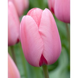 Tulipán - Pink Impression 3ks