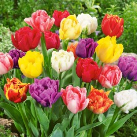 Tulipány plnokvěté - MIX 10 ks