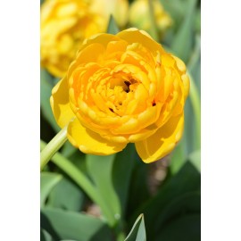 Tulipány plnokvěté - MIX 10 ks