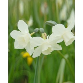 Narcis - Botanical MIX - 25 ks