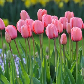 Tulipán - Pink Impression 3ks