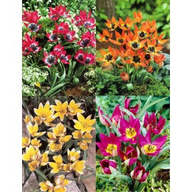 Tulipán - botanický mix - 20ks