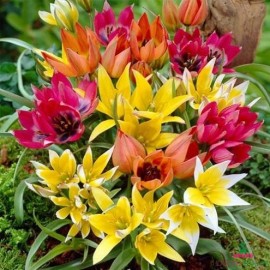 Tulipán - botanický mix - 20ks