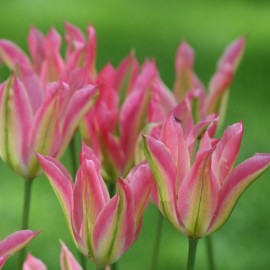 Tulipán - Virichic - 3 ks