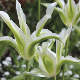 Tulipán - Green Star 3 ks
