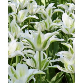 Tulipán - Green Star 3 ks