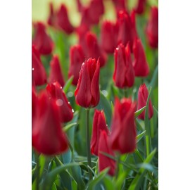 Tulipán - Pieter de Leur 3 ks