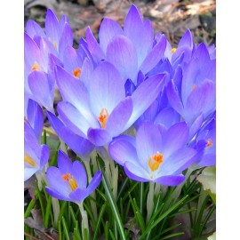 Krokus - Tomm. R. Giant - 5 ks