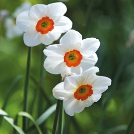Narcis Geranium 3 ks