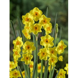 Narcis - Golden Dawn 3 ks