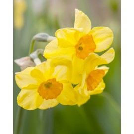 Narcis - Golden Dawn 3 ks