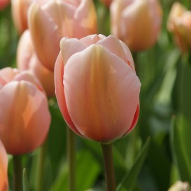 Tulipán - Salmon Impression...