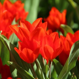 Tulipán - Praestance...