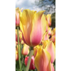 Tulipán - Blushing Lady 3ks