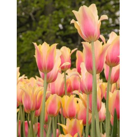 Tulipán - Blushing Lady 3ks