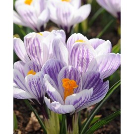 Holandská trvalková vlna