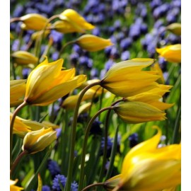 Holandská trvalková vlna