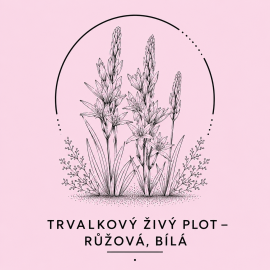 Trvalkový živý plot -...