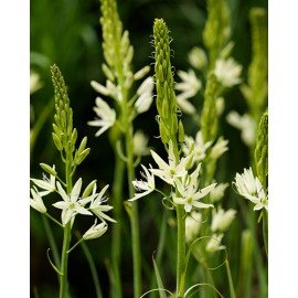 Ladoník - Camassia Alba