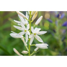 Ladoník - Camassia Alba