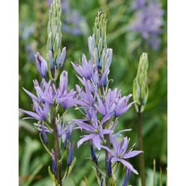 Ladoník - Camassia Caerulea