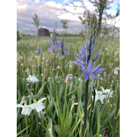 Ladoník - Camassia Caerulea