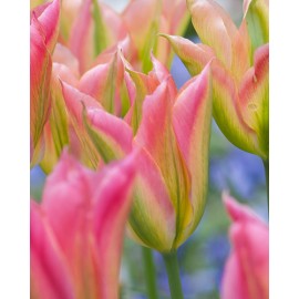 Tulipán - Virichic - 3 ks