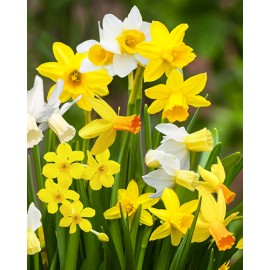 Narcis - Botanical MIX - 25 ks