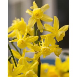 Narcis - Hawera 3 ks