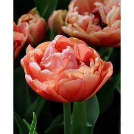 Tulipán - Copper Image 3ks