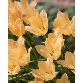 Tulipán - Bright Gem 5 ks