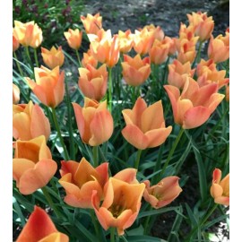 Tulipán - Bright Gem 5 ks