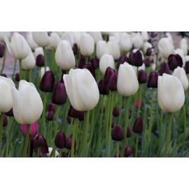 Tulipán - Black & White MIX...