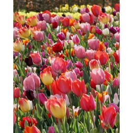 Tulipán - Triumph MIX - 25 ks