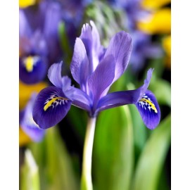IRIS Reticulata Harmony -...
