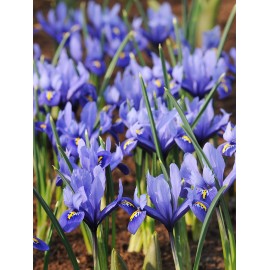 IRIS Reticulata Harmony -...