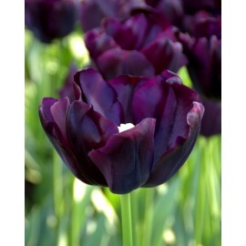 Tulipán - Paul Scherer 3 ks